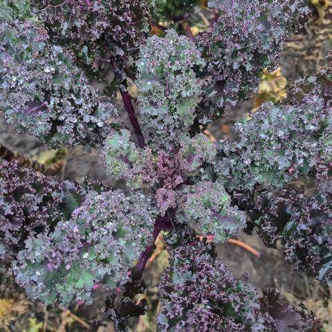 Ein Bild von oben: Braunkohl Rote Palme: Diese Sorte ist aus Kreuzungen alter Sorten hervorgegangen. Bis 1,80 m hoch, standfest und sehr dekorativ. Die violettgrünen Pflanzen werden zum Winter hin dunkel violett mit mittel gekräuselten, sehr mild schmeckenden Blättern.