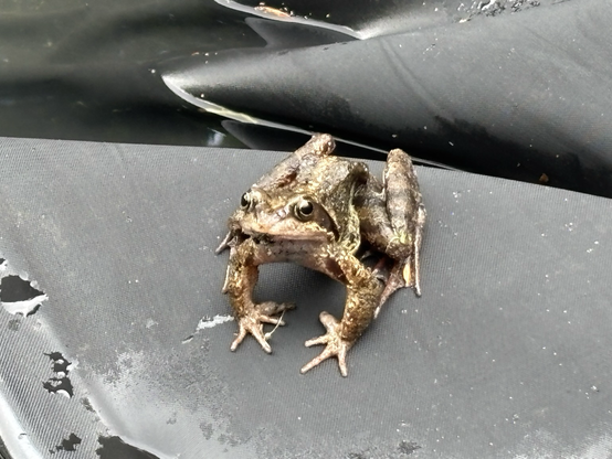 Bruine kikker op de rand van de vijver