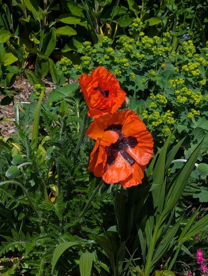 Große orange-rote Mohnblüten