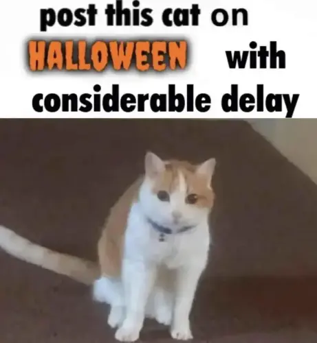 Post this cat on halloween with considerable delay