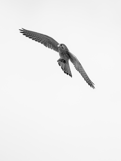 A raptor soaring under a perfect blue sky (but it’s a black & white picture)