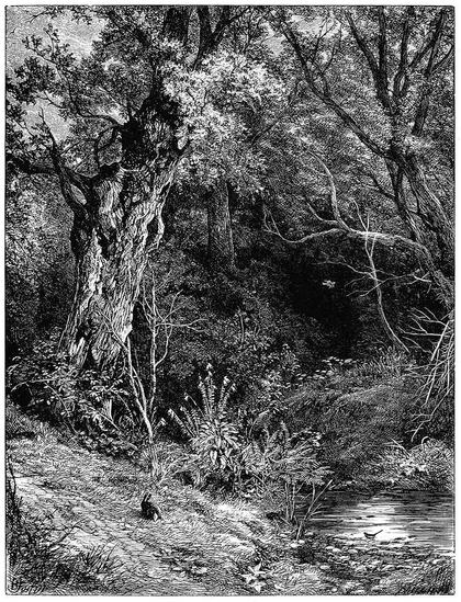 A slanted oak tree with missing branches grows on the bank of a brook, surrounded by the lush vegetation of a woodland landscape that seemingly appeals to a rabbit and a magpie.