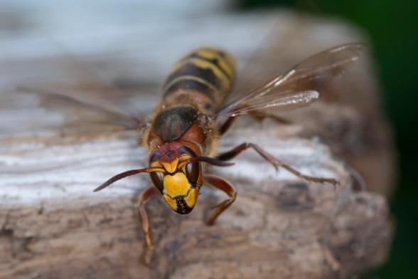 European hornet is a huge bee with a yellow head and a yellow body.