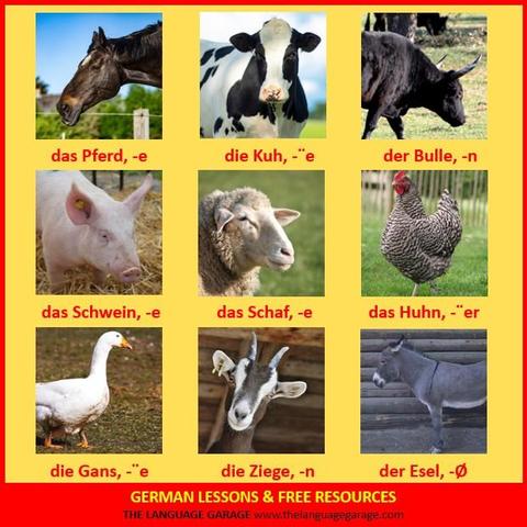 German vocabulary for farm animals, images of farm animals