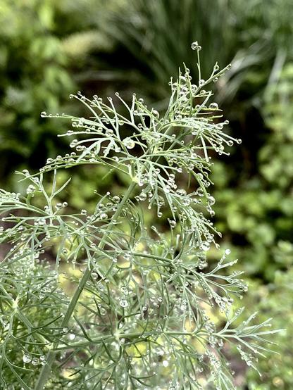 Green plant with one thin central stem and very thin branching leaves. Raindrops on many of the leaves. A mottled green background.