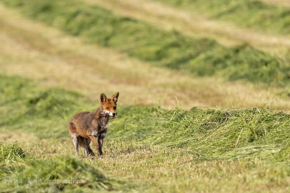 Fuchs auf frisch gemähter Wiese