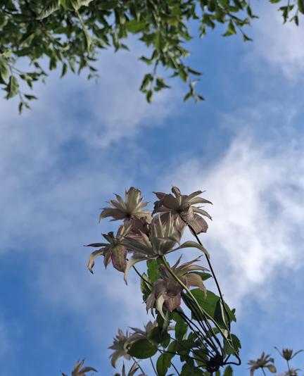 Im Vordergrund die hellen Blüten einer Clematis mitsamt Grün. Etwas weiter zurückgesetzt die Blätter eines Baumes, unscharf. Im Hintergrund ein blauer Himmel mit einigen Wolken.
