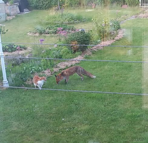 Un renard et un chat face à face
