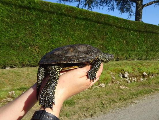 tortue cistude dans des mains d'enfant devant une haie bien taillée