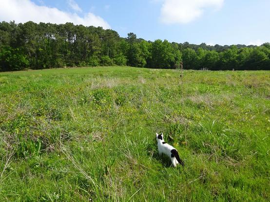 chat noir et blanc dans un grand pré vert