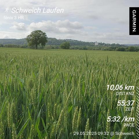 Das Bild zeigt eine weite, grüne Weizenfelderlandschaft mit einem einzelnen Baum im Hintergrund. Der Himmel ist teilweise bewölkt, und die Landschaft erstreckt sich bis zu einer Hügellinie im Horizont. Im Vordergrund sind die grünen Weizenstangen sichtbar, die in der Brise leicht schwanken. Im oberen linken Bereich des Bildes steht der Text "Schweich Laufen" und "fénix 3 HR", während im oberen rechten Bereich das Logo von Garmin zu sehen ist. In der rechten unteren Ecke sind die Laufstatistiken angezeigt: "10,06 km Distanz", "55:37 Zeit" und "5:32/km Pace", mit der Datum und Uhrzeit "29.05.2025 09:32 [@] Schweich".