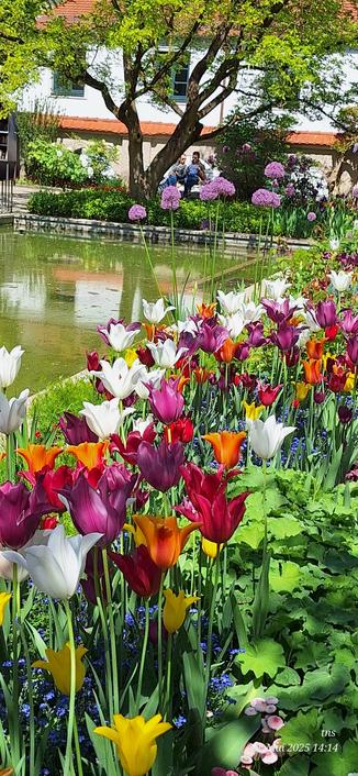 #Augsburg #Hofgarten im Mai 2025 #Tulpen #AUX