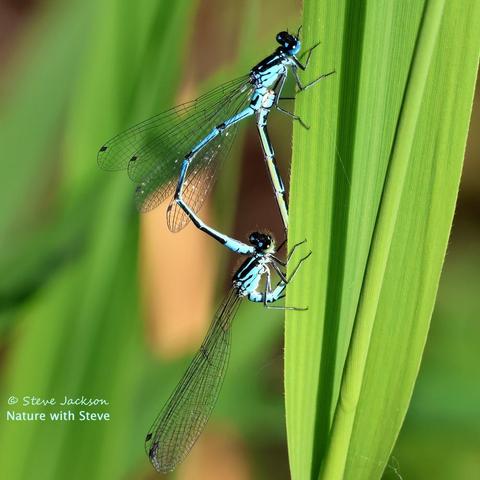 A photo of a pair of Variable Damselflies (Coenagrion pulchellum), perched and hanging vertically on the side of a broad green Reed leaf while mating. The male is uppermost, with his long tail - the claspers on the end of which are holding the female just behind the top of her head - arched upward. The female in turn has her tail curled round beneath and out in front of her, connecting to the underside of the male’s abdomen at the point where it joins his thorax. The male has ‘accessory genitalia’ in that location, to which he will have transferred sperm from near the tip of his tail. These Damselflies are primarily sky-blue in colour, with some greenish areas on the underside of the female’s tail, and with black markings on both sexes. They have two pairs of long, slim wings, which are clear but with a network of black veins dividing them into cells; each wing has one black cell near the tip.