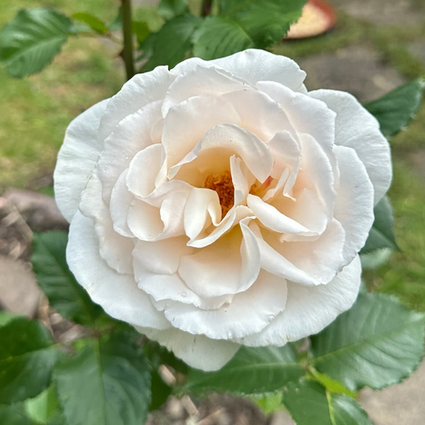 A white rose with a blush pink centre fills the photo, petals blouse-y and ruffled and surrounded by dark green, shiny leaves.