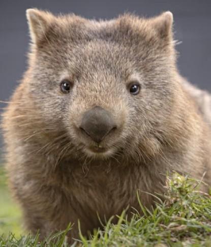 Cute Wambat