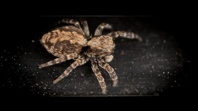 Springspinne