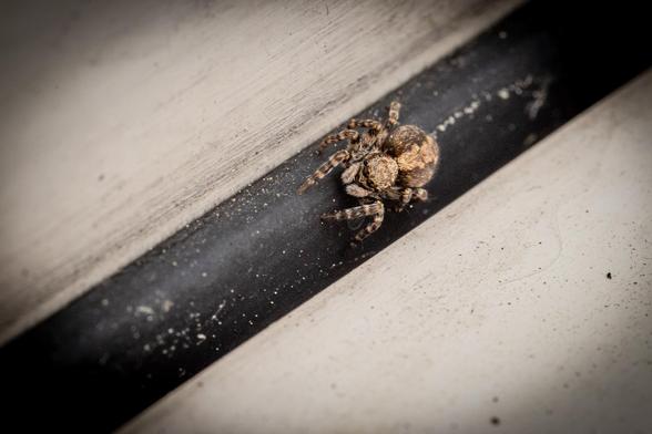 Springspinne