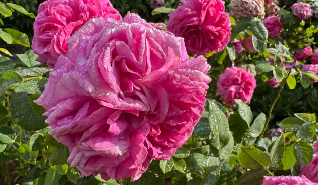 Rare pink roses - Gardeners at Mottisfont Abbey say they are seeing one of the earliest flowering seasons
