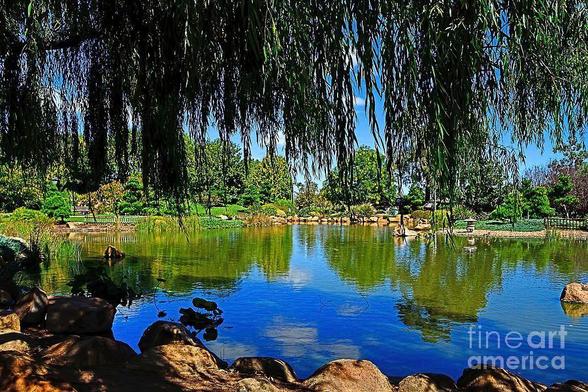 Beautiful botanical gardens located in Dubbo, a city around 300 miles or so north west of Sydney, New South Wales, Australia.
The name of the gardens is: Dubbo Regional Botanic Garden.

Photography by Kaye Menner.
https://kaye-menner.pixels.com/featured/lake-through-the-willow-by-kaye-menner-kaye-menner.html

THE FINE ART AMERICA LOGO WILL NOT APPEAR ON PURCHASED PRINTS OR PRODUCTS.