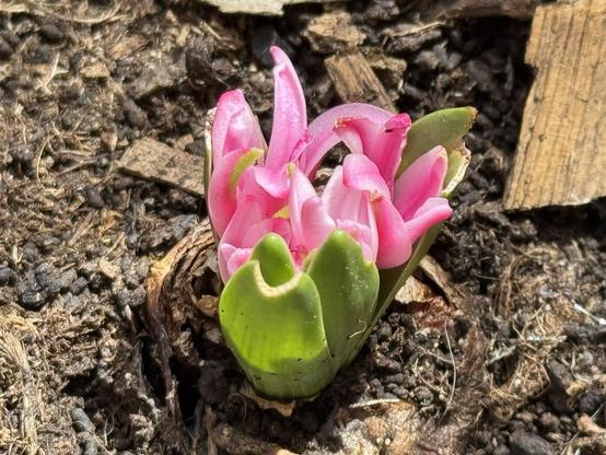 Une grappe de fleurs roses émergeant du sol, entourée de terre sombre et de petits morceaux de paillis. Les fleurs sont entourées de feuilles vertes lisses à la base.