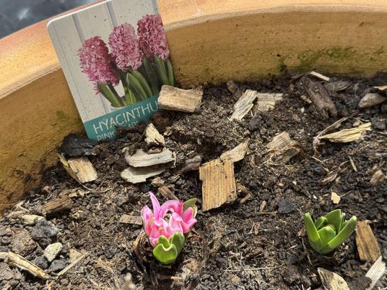 Un pot de plantes contenant de la terre et des copeaux de bois, avec une fleur de jacinthe rose en fleurs et un bourgeon vert émergeant. Une étiquette de plante indiquant "Hyacinthus pink" est placée contre le pot.