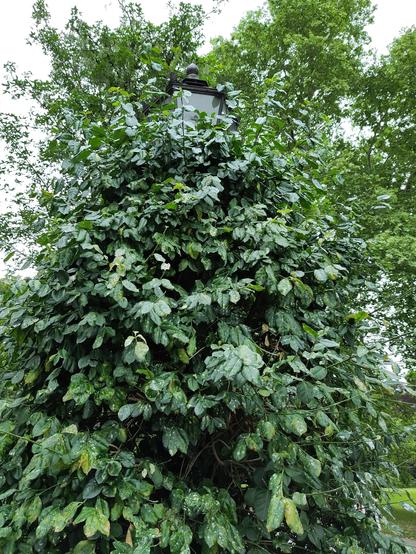 Zu sehen ist eine historisch wirkende Straßenlaterne, die bis zum Beleuchtungskörper zugewachsen ist. Im Hintergrund steht ein Baum. 