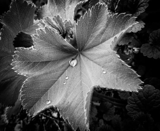 A black and white image of a large leaf covered in water drops after a rain shower.