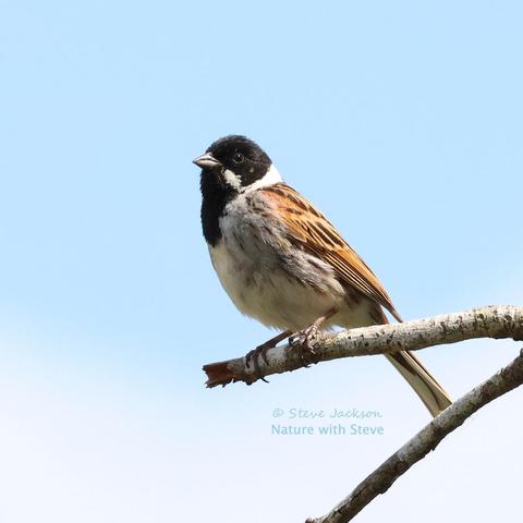 Photo of a male Reed Bunting perched on a bare twig with a blue sky behind him; his body is facing towards the left and his head is turned slightly towards us, allowing the sun to highlight the features on his face. This is a sparrow-like bird with a back that is brown with thick black streaks, flanks that are grey with thick brownish streaks, a whitish belly, and a black head and throat with white ‘moustache’ markings that are joined to a white band around the back of the neck. The eye is black with a thin white rim, the moderately thick beak is grey, and the legs and feet dark in colour. We can see the underside of the tail but not all of it; the feathers appear to be mostly whitish but there are also some that are brownish.