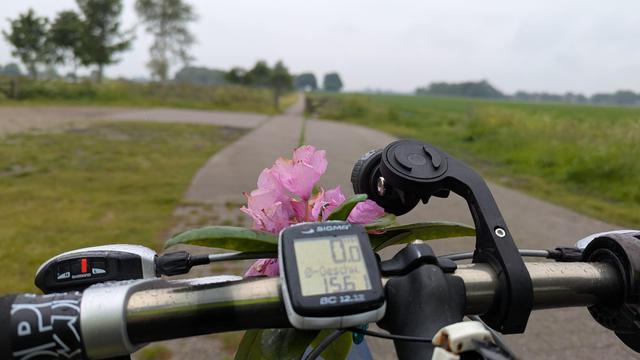 Himmelfahrt, das Pferdchen ist geschmückt