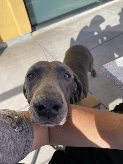 A straight on photo of Piper resting her head on my arm because I have a Bacon cheddar egg bagel and hash browns.