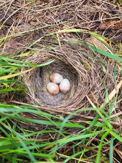 Photo of three junco eggs that did not hatch this spring. 