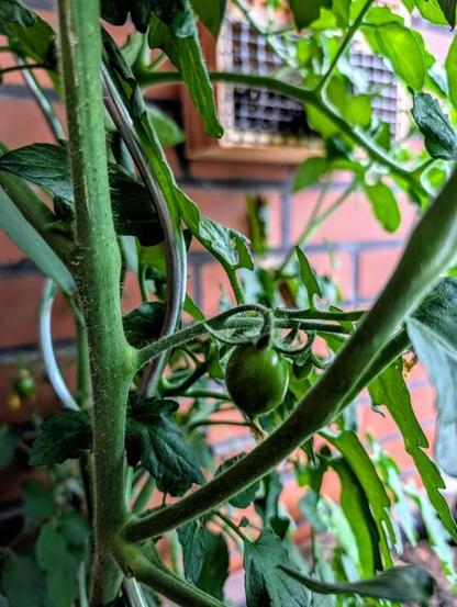 Eine kleine, noch grüne Tomate an der üppig grünen Tomatenpflanze.