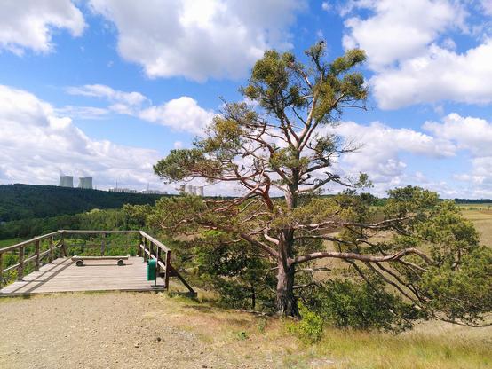Ein Aussichtspunkt mit idyllischem Nadelbaum davor.