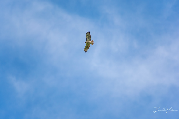 Red-tailed Hawk in flight.