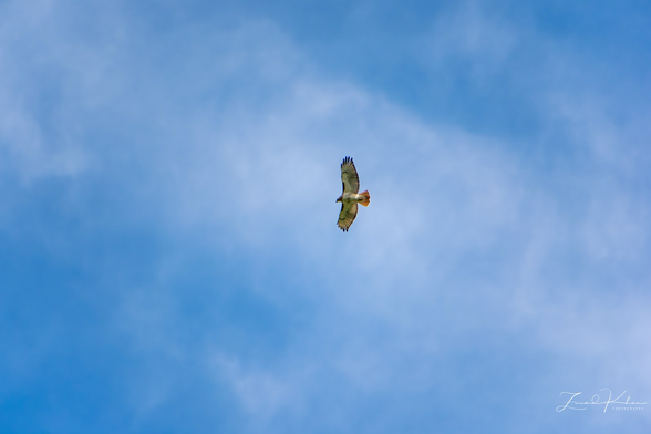 Red-tailed Hawk in flight.