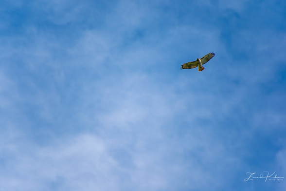 Red-tailed Hawk in flight.