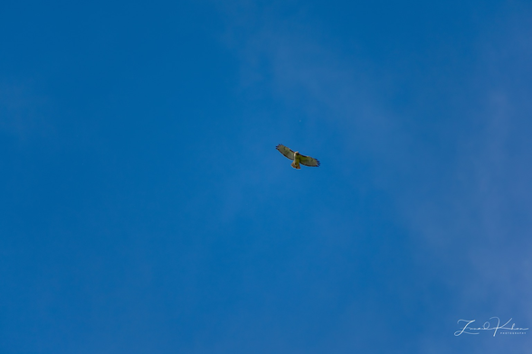 Red-tailed Hawk in flight.