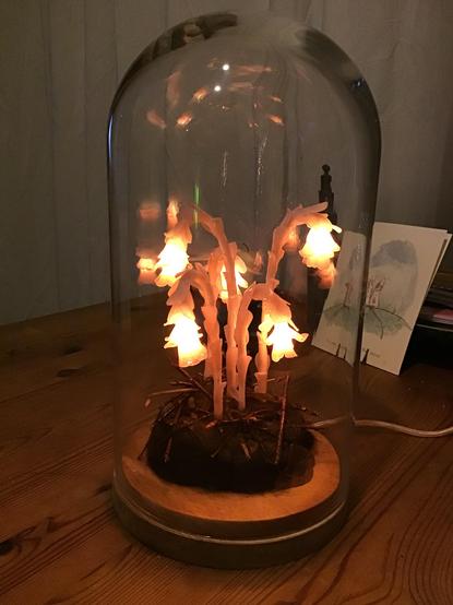 Monotropa