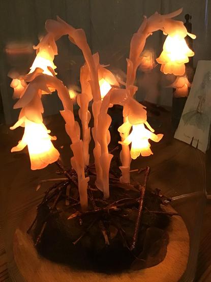 Indian Pipe