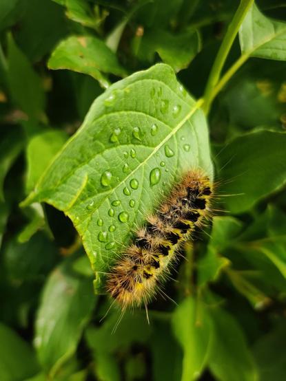 A fuzzy orange caterpillar explores a damp leaf.