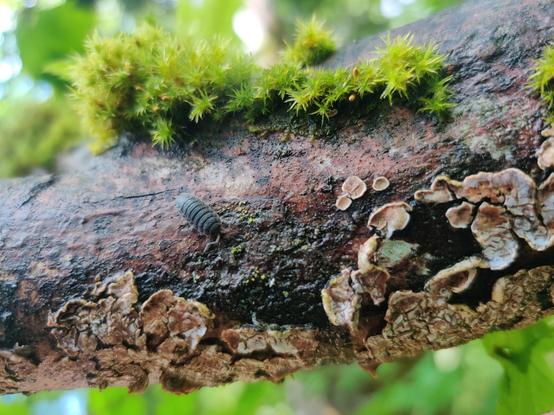 A potato bug chills on a branch. Will he head downwards, to the brown lichen, or upwards, to the moss on the branch's top side? We'll never know.