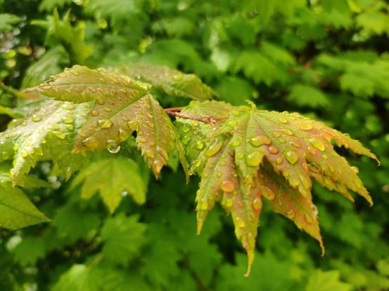 Sunlight on wet maple leaves. Gorgeous.