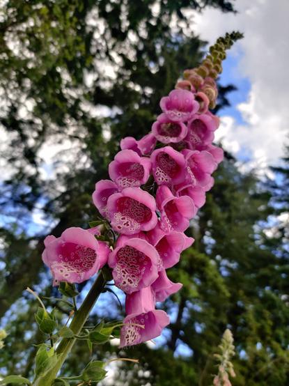 Foxgloves being all kinda extra. Showoffs.