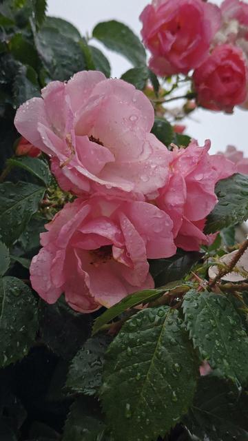 a macro photo by rayne of a rose bush with several pink roses in bloom amongst dark green leaves and thorny stems all covered in rain drops