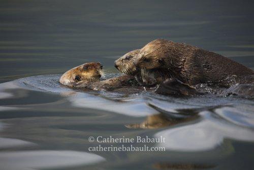 Three sea otters playing in the sea. One is on its back and the other two on top.