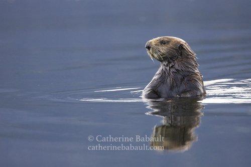 A sea otter stands up in the sea and looks away.