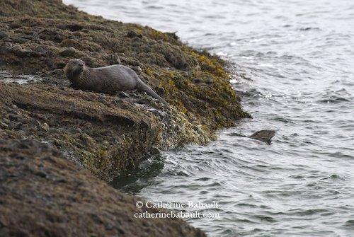 Two river otters on the coast. One is in the sea on the edge of the shore and the other one is walking on the shore. The shore is rocky and covered with yellow kelp.