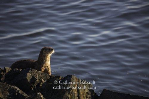 A river otter on a rocky shore in the morning light. The blue sea fills up three quarter of the photo.