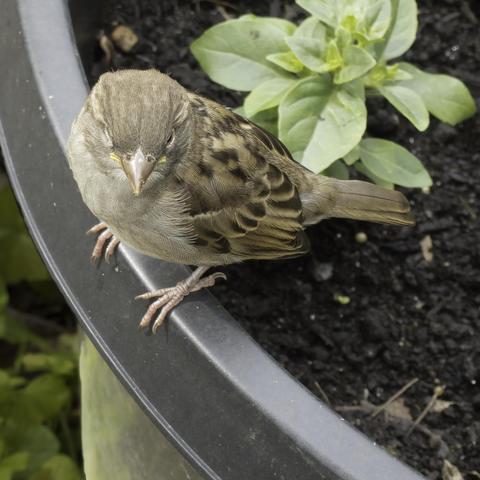 An image of a small bird perched on the edge of a plant pot with basil growing in the background. The bird has a light brown breast, medium and dark brown wings, and a brown tail. The bright yellow edges of the mouth are barely visible, indicating that this is a very young bird. 