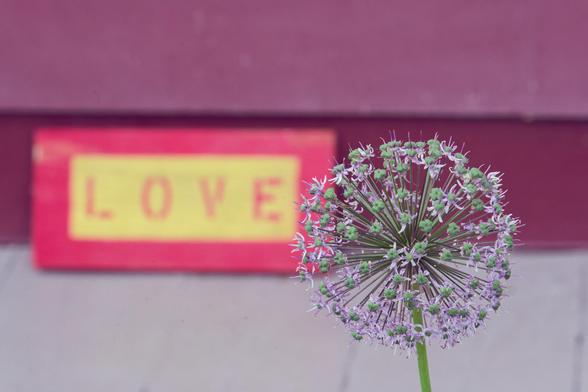 A globe allium flower is in front of light purple, dark purple and white stripes and a sign that says LOVE in red letters on yellow background with a red border